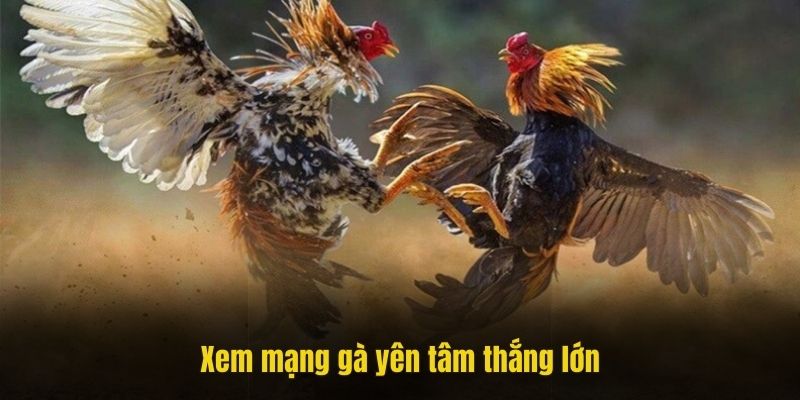 Xem màu mạng gà đá mệnh Thổ