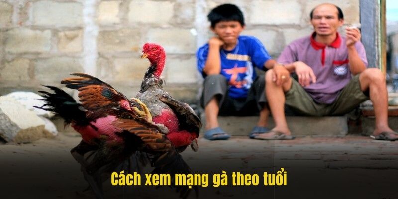 Cách xem màu mạng gà đá theo tuổi