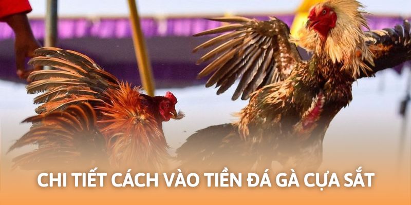 Chi tiết quy trình gia nhập vào hình thức tại nền tảng