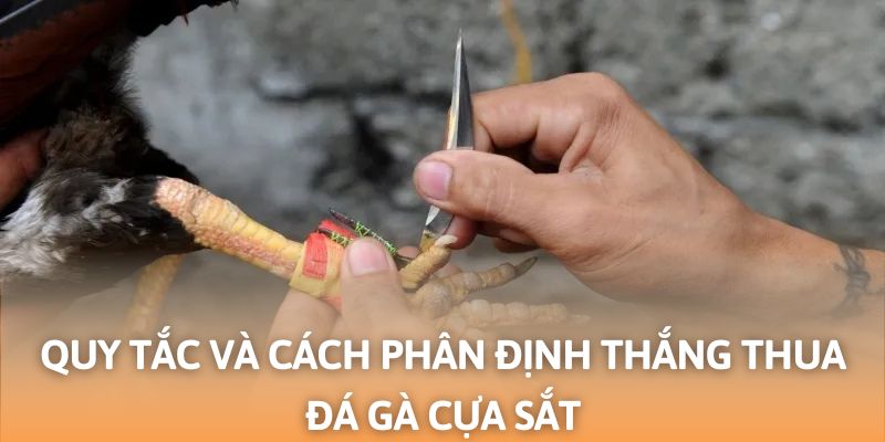 Những nguyên tắc quan trọng trong ván cược đá gà cựa sắt