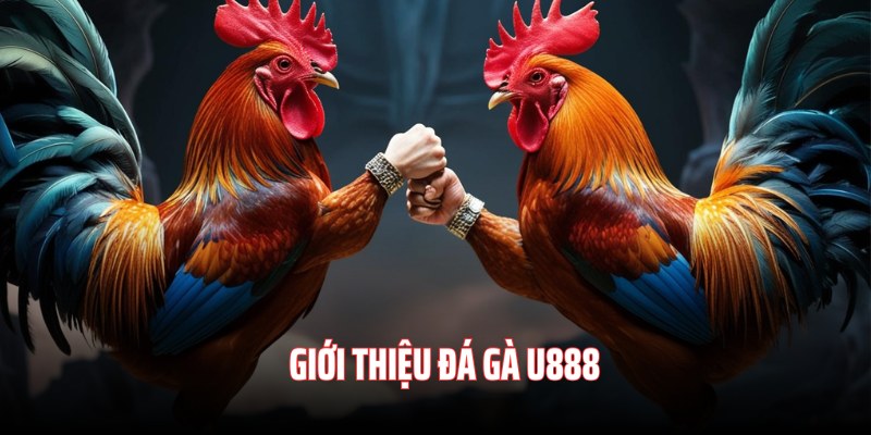 Giới thiệu chung về sảnh đá gà U888 uy tín hàng đầu 